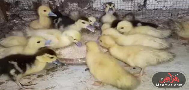 مشروع تسمين البط البلدي فوق سطح المنزل