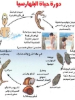 علاج البلهارسيا