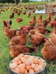 طريقة تربية الدجاج البياض البلدي