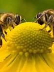 فوائد لسعه النحل