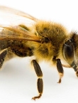 مشروع تربية النحل