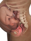 آثار الصيام في الحامل