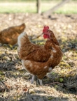 دراسة جدوي مشروع الدجاج البياض البلدي